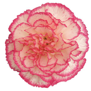 Clavel Fancy Komanchi