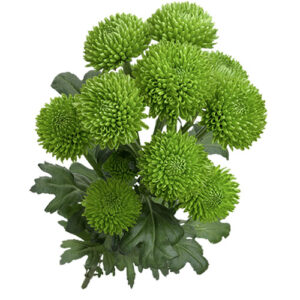 Crisantemo Green WhatsApp