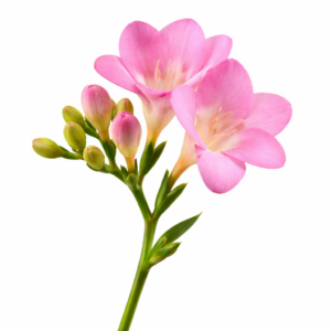 Freesia Rosa