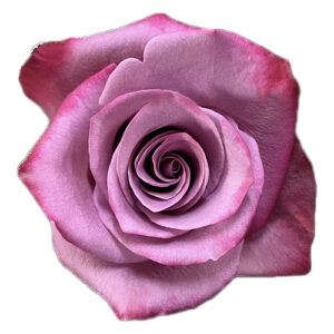 Rosa Violet Hill 60cm